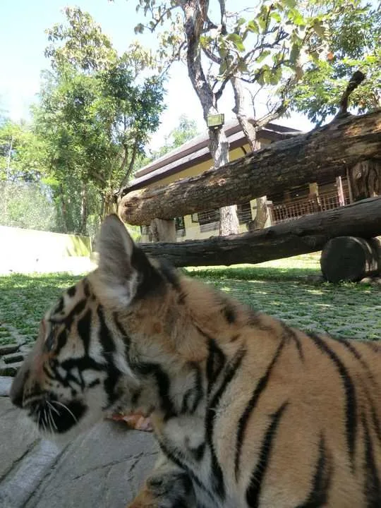 Tiger Kingdom